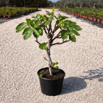 Figovník obyčajný (Ficus carica) DUO - ´BLACK AND WHITE´ - výška 60-80 cm, kont. C7,5L (-20°C)